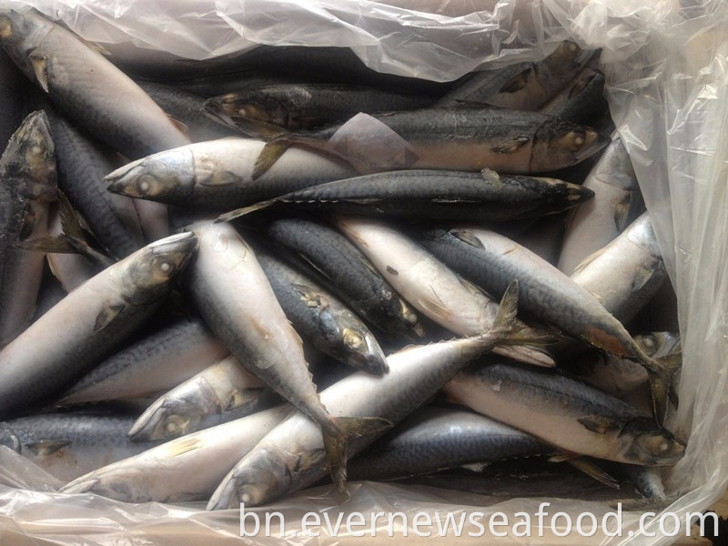 তাজা হিমায়িত প্যাসিফিক ম্যাকেরেল পুরো গোলাকার মাছ